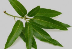 Daun Pakel, Aromatik yang Kaya Manfaat untuk Kesehatan