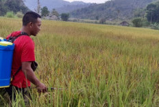 Diserang Penyakit Kuning, Puluhan Hektar Sawah Terancam Gagal Panen