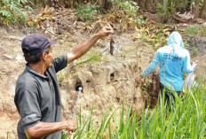 Bantu Kelompok Tani Way Pali Kendalikan Hama Tikus