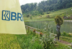 BRI Salurkan KUR Rp83,38 triliun, Pertanian Jadi Motor Utama