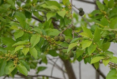 Jati Londo: Kayu Serbaguna dan Daun Herbal dengan Segudang Manfaat