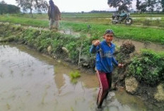 Cegah Serangan Tikus Menggunakan Belerang