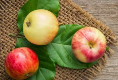 9 Manfaat Apel yang Sayang untuk Dilewatkan