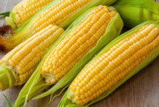 Jagung, Sahabat Baru Tumbuh Kembang Anak yang Tak Boleh Terlewat!