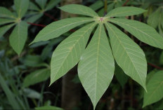 Bahaya Daun Singkong bagi Penderita Asam Urat