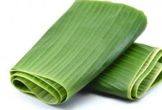Rahasia Hebat Daun Pisang: Dari Kesehatan hingga Dapur Tradisional