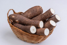 Cara Mengolah Singkong agar Ampuh Menurunkan Kolesterol Tinggi