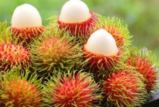 Manfaat Buah Rambutan yang Luar Biasa untuk Kesehatan Tubuh