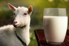 Kenali 5 Keajaiban Susu Kambing untuk Menjaga Kesehatan Anda 