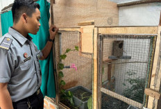 Beri Pembinaan Warga Binaan Lapas, Buat Penangkaran Burung