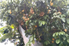 Hama Serang Buah Duku 