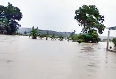 Hujan Deras Rendam Ratusan Hektare Sawah dan Permukiman di OKU Timur