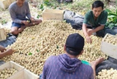 Panen Melimpah, Harga Duku Turun