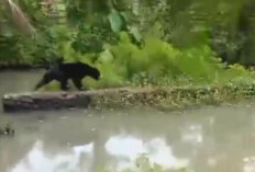 Penampakan 3 Beruang Madu Bikin Heboh Warga