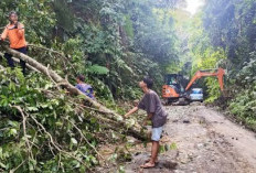 Pohon Tumbang, Jalan Provinsi Longsor