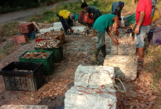 Harga Karet di Sosoh Buay Rayap Kembali Turun