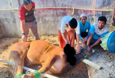 Lapas Kelas IIB Martapura Gelar Salat Iduladha hingga Sembelih Hewan Kurban