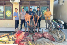 Pencuri Sapi Beraksi Jelang Iduladha