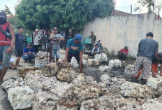 Harga Karet Anjlok Usai Lebaran