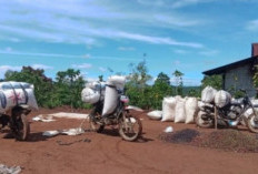 Harga Kopi Anjlok hingga Rp43 Ribu per Kg, Petani Kian Resah Jelang Panen 