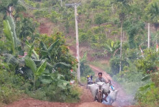 Harga Kopi Turun, Petani Mengeluh