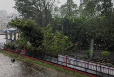 Hujan Deras dan Angin Kencang Sebabkan Pohon Tumbang
