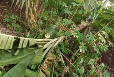 Petani Resak, Buah Pisang Mereka Digasak Pencuri