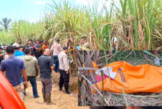 Heboh Wanita Hamil Ditemukan Tewas di Kebun Tebu