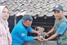 OKU Timur Surplus Hewan Kurban, Siap Suplai ke Luar Daerah