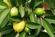 Cara Mengatasi Jerawat dengan Daun Jambu Biji