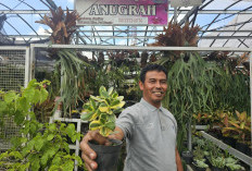 Sukses Jadi Mata Pencaharian Warga Sekitar, Ini Kisah Klaster Usaha Tanaman Hias Binaan BRI 