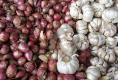 Manfaat Bawang Putih dan Bawang Merah untuk Kesehatan