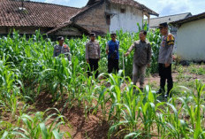 Dukung Ketahanan Pangan Nasional, Manfaatkan Lahan Pospol Tanami Jagung