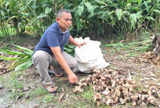 Harga Lengkuas Capai Rp 10 Ribu