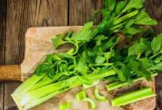 Trik Jitu Menyimpan Daun Seledri di Kulkas agar Tetap Segar dan Tahan Lama
