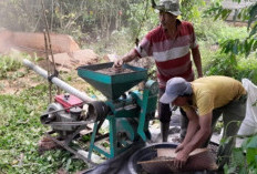 Harga Kopi di OKU Selatan Anjlok ke Rp48 Ribu, Petani Terjepit
