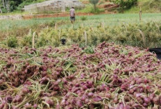 Musim Hujan, Petani Bawang Merah Was-Was Serangan Penyakit Jamur