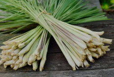 Ajaibnya Sereh! Rempah Aromatik Penangkal Berbagai Penyakit