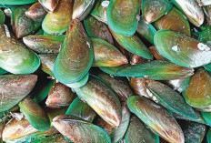 Panduan Lengkap Membersihkan dan Memasak Kerang Hijau agar Bersih dan Lezat