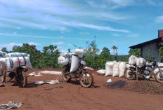 Musim Panen, Harga Kopi OKU Selatan Turun Jadi Rp 43.000/Kg