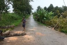 Hujan Deras, Jaringan Listrik Alami Gangguan dan Pemadaman