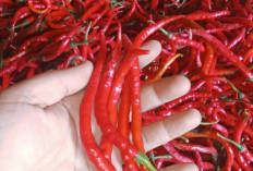 Harga Cabai Merah di Pasar Saka Selabung Stabil Rp45 Ribu per Kilogram
