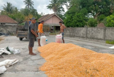 Harga Jagung Mulai Tinggi