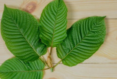 Rahasia Daun Kratom, Antara Khasiat Tradisional dan Efek Samping