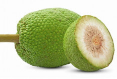 5 Manfaat Buah Sukun untuk Kesehatan Tubuh Anda