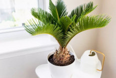 Sago Palm, Tanaman Cocok untuk Hiasan dan Mudah Perawatan