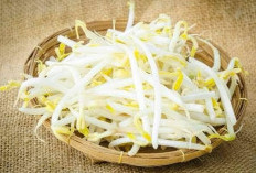 Rahasia Sehat dengan Toge, Manfaat dan Cara Mengolahnya