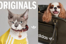Adidas Originals Rilis Koleksi Pakaian dan Aksesori Resmi Pertama untuk Hewan Peliharaan