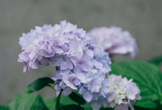 Bukan Sekadar Tanaman Hias, Ini Potensi Hydrangea untuk Kesehatan Sendi