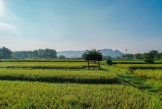 Kementerian ATR/BPN Dukung Swasembada Pangan Lewat Penguatan Kebijakan LBS, LP2B, dan LSD  ​